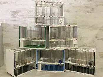 

Cage Silvestrismo 2 decorated sticks