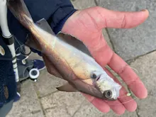 Leader-Line Wire Fishing-Line Fluorocarbon-Coating 120M