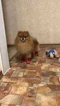Pet-Dog-Shoes Snow-Boots Dogs-Socks Puppy Anti-Slip Small Waterproof Winter Footwear