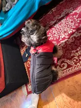 Ropa de invierno para perros, chaleco con cremallera cálido, acolchado e impermeable para mascotas, Carlino y Chihuahua pequeños y medianos