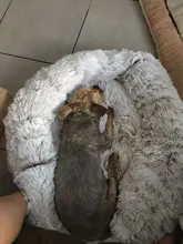 Saco de dormir en invierno para mascotas, caseta de lecho de gatos y perros supersuave, saco de dormir largo y afelpado para cachorros, esterilla portátil, tamaño de 46/50/60cm