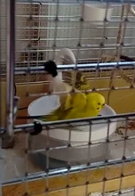 Water-Dispenser Fountain Cat-Drinking-Water Automatic New Intelligent Circulating