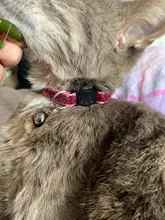 Collar de Gato brillante con cascabel para gato, correa ajustable para el cuello, accesorios para mascotas