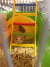 Nest Mouse-House Wooden Cute Small Pet Pet-Sleeping Comfortable Warm And 1pcs Colored