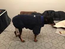 Ropa para perros de lana y Chihuahua, Ropa de invierno para mascotas pequeñas y medianas