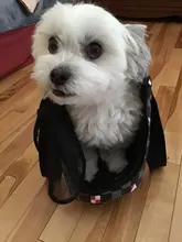 Bolso de viaje para mascotas, bolsa de hombro tipo Oxford de malla, cómoda, bolso grande de hombro