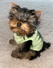 Ropa de perro para perros pequeños estampado bonito verano mascotas camiseta perro ropa chaleco para gatos mascota de algodón de T camisa Pug ropa trajes