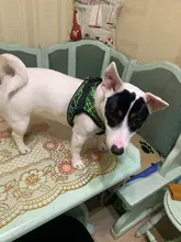 Arnés de perrito arneses de perro mascota reflectante para perros Bulldog francés Chihuahua ajustable perro de Seguridad entrenamiento chaleco para andar sin tirones