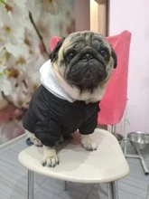 Jacket French Bulldog Dog Winter SUPREPET Coat Pet-Dog Dogs Large Cotton for Warm Perro