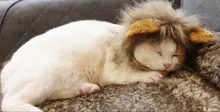 Disfraz de perro o gato Peluca de melena de León, gorro para gato, perro, ropa de Halloween y Navidad, vestido de lujo con orejas, ropa para mascotas