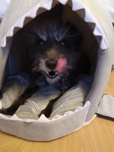 Dog House Shark Washable House Pet Bed Shark Dog Bed Cat Beds & Mats House Sleeping Sofa