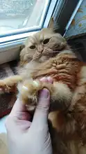 20 unids/lote tapones para uñas de gato, garra suave de gato, XS,S ,M,L con pegamento gratis