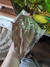 Betta Fish Shrimp Aquarium Almond-Leaves Natural Indian 10pcs Habitat Terminalia Kill-Bacteria