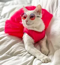 Dog-Dress Dogs-Skirt Princess Dog Summer Dot for York