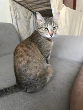 Jinkairui eléctrico dispositivo tracción Lumbar Dual importa cintura espalda masaje calentador de vibración de la columna de cintura aliviar la fatiga