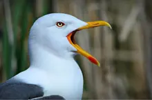 A***k