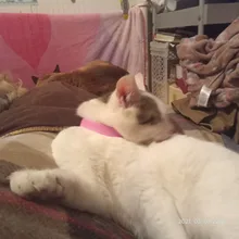 Collar repelente de mosquitos para gatos, ajustable, con pulga y garrapata efectiva, repelente de mosquitos e insectos, suministros para mascotas