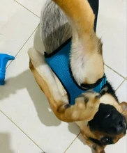 Puppy-Vest Harnesses Pet-Training-Product Reflective No-Pull-Mesh Dogs Adjustable 