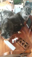 Cat-Toys Pet-Products Mice Catnip Animal Interactive