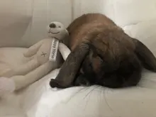 Tienda de campaña portátil para mascotas, casa de perro, cama para gato con cojín para perro cachorro