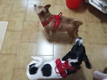 Adjustable Harness Dog-Accessories No-Pull-Vest Truelove Large Padded Pet-Dog Outdoor-Sport