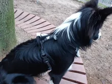 Pet-Harness Truelove Walk Padded Seat-Belt Handle Reflective-Dog Adjustable Small Soft