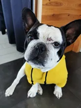 Dog Hoodies Jacket Costume Coat French Bulldog Chihuahua Winter for Pets-Clothing