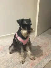 Vest Harness Leash-Set Dogs No-Pulling Padded-Reflective Pet-Dog Nylon Adjustable And