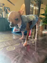 Dog-Vest Jacket Apparel Jeans Puppy Small Dogs Yorkshire Terrier Denim For Chihuahua