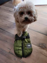 Vest Coat Jacket Harness Dog-Clothing French-Bulldog-Pet Dogs Small Waterproof Winter