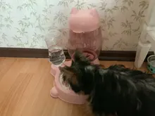 Alimentador automático de mascotas, para perros y gatos, depósito de comida de 2.2L y de agua de 528ml, suministro lento de comida