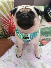 Breathable French Bulldog Harness Printed Reflective Dogs Harness Puppy Small Medium