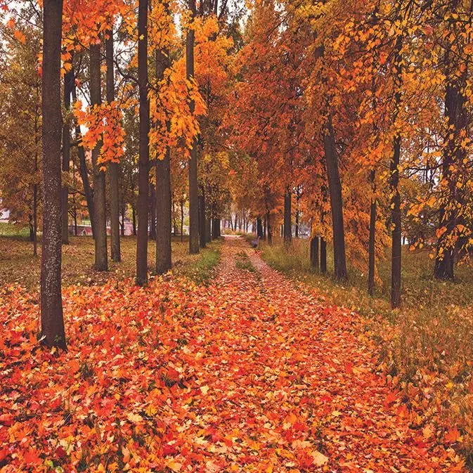 Autumn Park Tall Trees Seasonal Nature October Landscape Scenery Yellow Brown Curtain