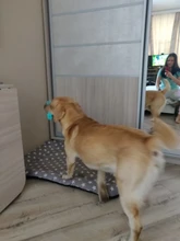 Dog-Toys Pet-Toothbrush Dog-Accessories Puppy-Chew-Toys Rubber Kong Bulldog French Perro