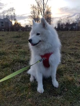 Truelove Pet Dog Harness Large Small For Pitbull Reflective Safety Harness For Dogs