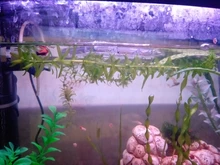 Aquarium Lighting Lamp Submersible-Light Fish-Tank Underwater 24-54CM