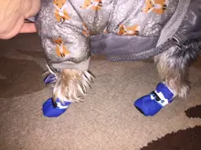 Pet-Shoes Snow-Boots Yorkie Anti-Slip Dogs Chihuahua Small Winter for Cats Reflective