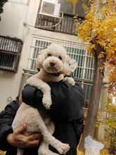 Costume Puppy-Clothes Love-Rainbow-Vest PETCIRCLE Pet-Cat Dog Winter New Fit And Four-Color