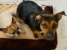 Cushion Detachable-Mat Pillow-Machine Bed Cat-House L-Shaped Puppy-Medium Large Dog Soft