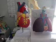 Modelo de corazón humano, réplica de corazón humano de tamaño real de 2 partes de lujo, con 34 estructuras anómicas, combinadas con imanes