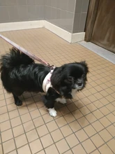 Vest Leash-Set Puppy-Harness Dog No-Pull French-Bulldog Pet-Chihuahua Small Padded Adjustable