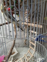 Ladder Playground-Stands Bird-Cage Stand-Play Chew-Toys Parrot Swing Wood Climbing Feeder