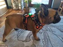 Led-Light Backpack Harness Collar Truelove Safety for Pet-Wear with Water-Resistant And