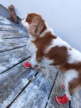 Snow-Boots Shoes Dog Puppy Pet-Dog Anti-Slip Chihuahua Small Waterproof Winter for 4pcs/Set