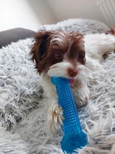 Mordedores de juguete para perros, juguete de hueso de goma, mascarillas agresivas, cepillo Dental para perro, cachorro, cuidado Dental, accesorios para mascotas, gran oferta