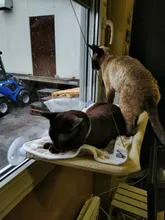 Camas colgantes para gatos, cómodas hamaca con soporte para ventana para mascotas, estante para mascotas, suministros de asientos, rodamiento desmontable, 20kg