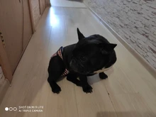 Menstruation Underwear Panties Jumpsuit Diaper Dog-Shorts Pet-Physiological Sanitary