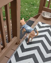 Coat Vest Jeans Puppy-Clothing Jacket Dog Pet-Dog Cowboy Denim XS-2XL for Small Dogs