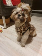 Abrigo para perros pequeños, ropa cálida para mascotas, tipo chaleco, ideal chihuahua, para invierno