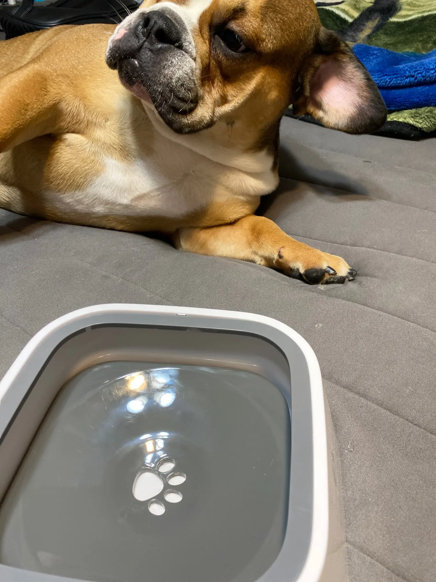 Dog Water Bowl Machine | Slow Water Feeder Dispenser Anti-Overflow photo review